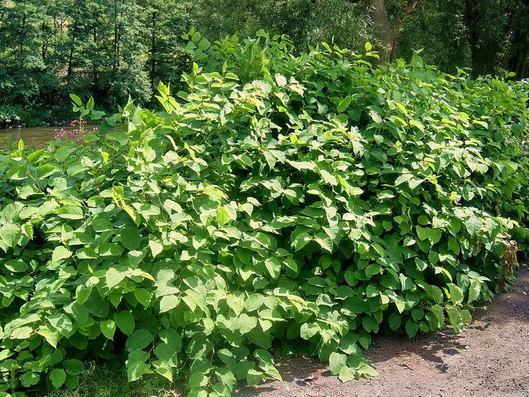 Kridlatka 01