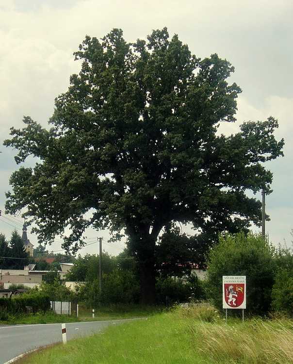 Chodová Planá - dub letní 02