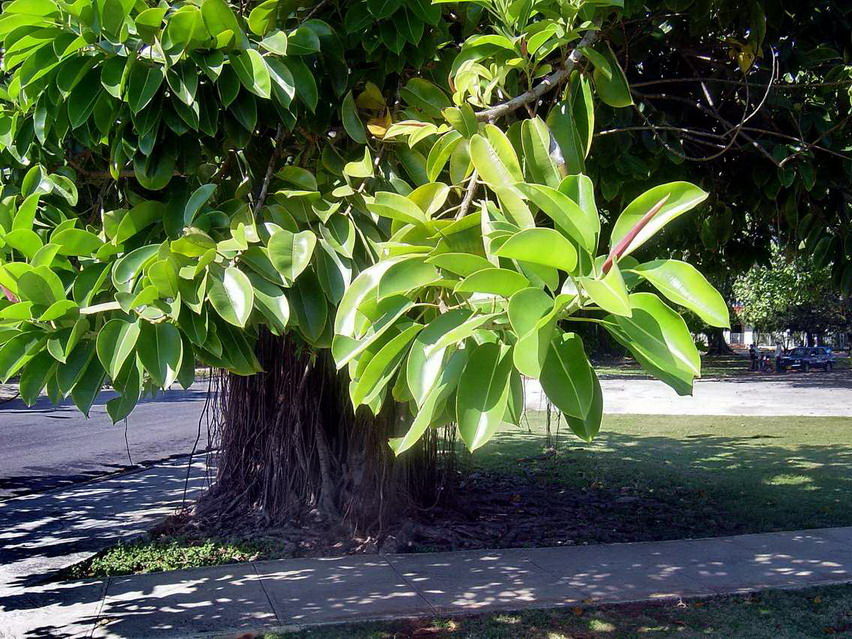 Ficus elastica - Kuba