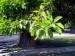 Ficus elastica - Kuba